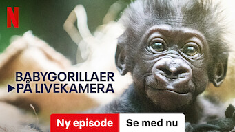 Babygorillaer på livekamera (2023)